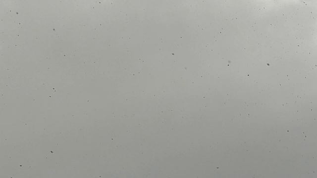 27.04.2025г Обзор Голубей и Голуби на продажу👍+79298223260 Константин смотреть онлайн