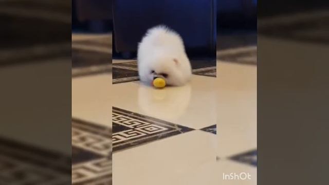 Померанский шпиц мини