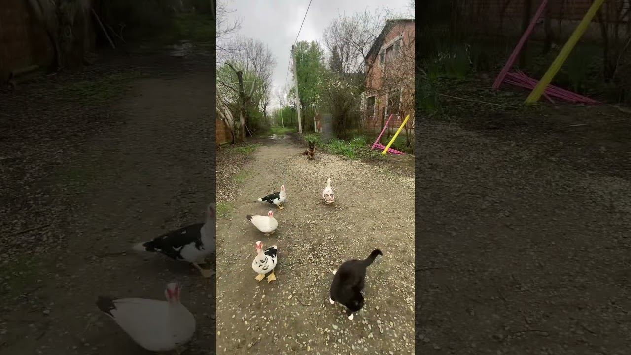 Железная выдержка с раздражителями-Немецкая овчарка Тайсон смотреть онлайн