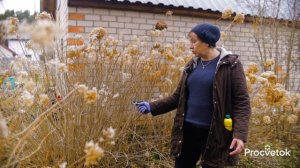 НЕ РЕЖЬТЕ ЭТИ ГОРТЕНЗИИ ВЕСНОЙ, ИНАЧЕ ЦВЕТОВ НЕ УВИДИТЕ! Как обрезать и подкормить гортензии весной