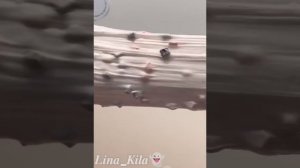 Новый сборник со слаймами с историями Даши Рокс