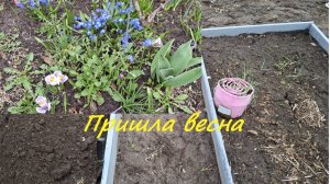Первые посадки растений. Как перезимовали клематисы в Западной Сибири?! Прикоп лилий и астильбы.#62