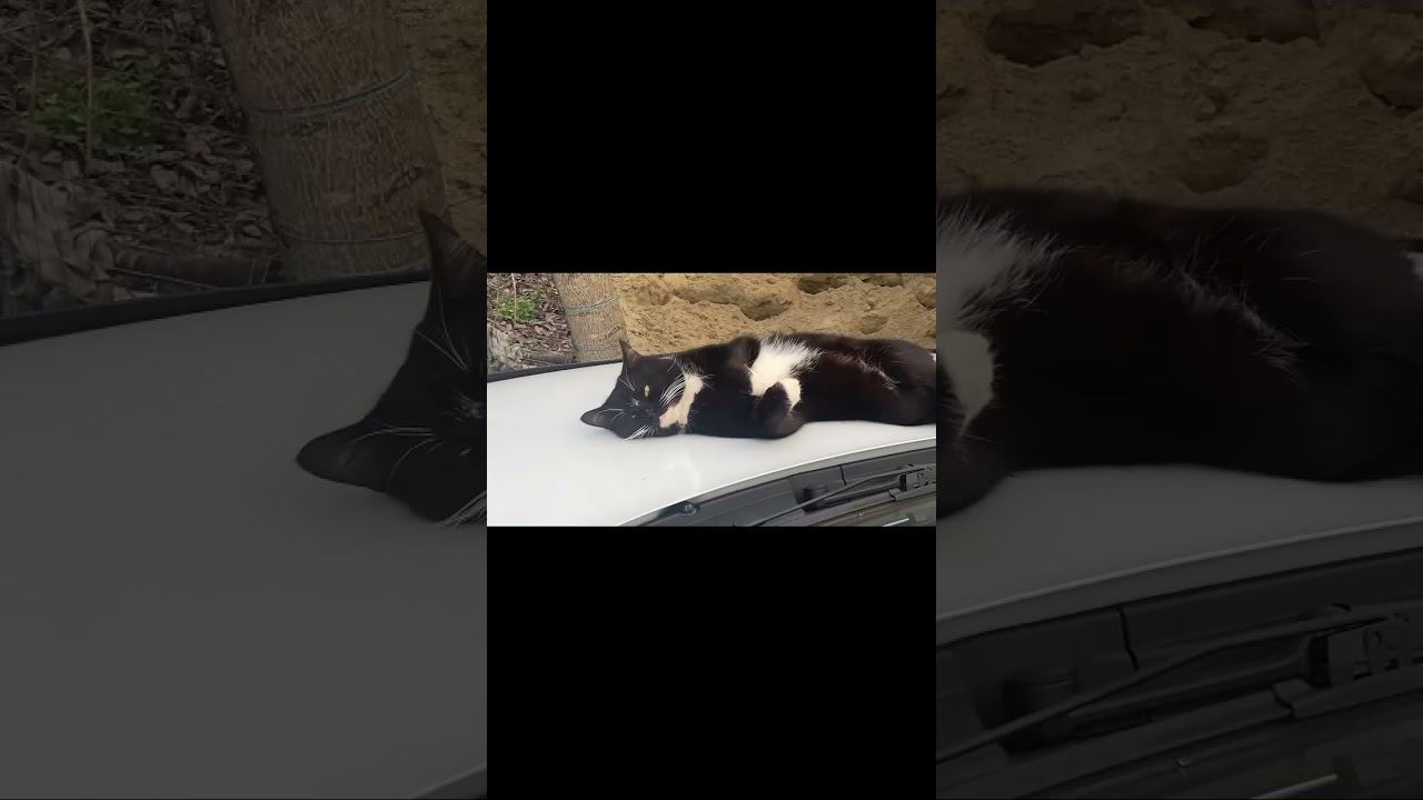 Котофей Марсик отдыхает от Ютуба смотреть онлайн