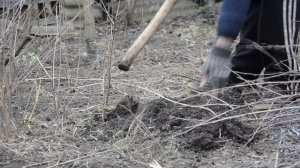 Лёгкий способ - как выкорчевать мелкие деревья без особого усилия и подкапывания