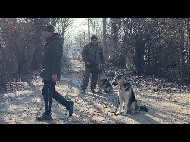 Дрессировка Двух Собак/ Немецкая Овчарка и Восточно-европейская овчарка смотреть онлайн