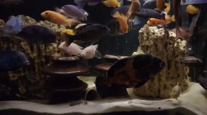 Аквариум с малавийскими цихлидами. 27.04.2025 #астронотус #аквариум #цихлиды #аквариумные рыбки