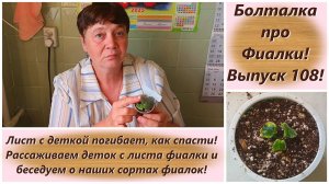 Болталка про Фиалки! Выпуск 108! Лист с деткой погибает, как спасти! Рассаживаем деток с листа!
