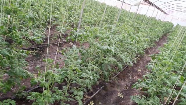 Торене поливане( как с какво и колко), ДПС в БГ. Пророчествата започват да се сбъдват. Част 2