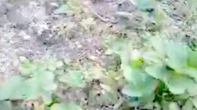 Клубника для Dear Uliya и Принцесса Насти...я джай хо смотреть онлайн