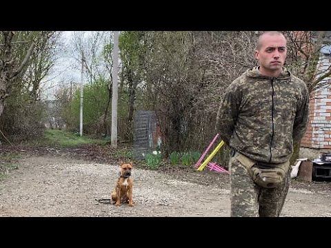 Стафф-Курс Послушания-Тайсон-Отработка Выдержки смотреть онлайн