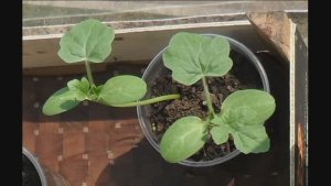 Если рассада арбузов вытянулась