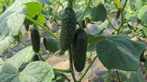 Китайские теплицы в Чечне, Огурец Мадейра F1.