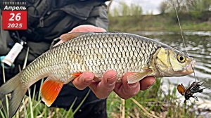 ГОЛАВЛЬ НА  МАЙСКОГО ЖУКА. Рыбалка на голавля