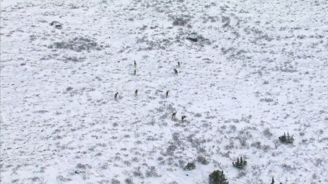 Замерзшая планета (Frozen.Planet). Эпизод 4. Осень.