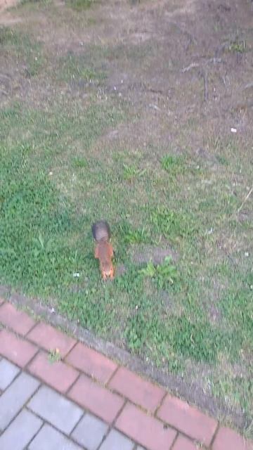 Лес смотреть онлайн