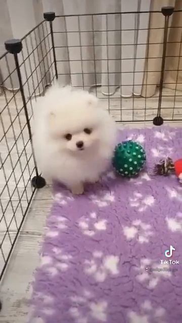 Продажа собак, породы Шпиц. Бережная доставка по городам. Расчёт при получении.