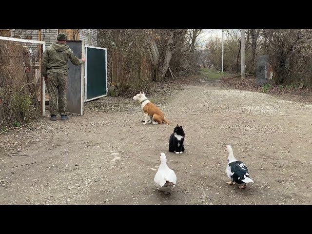 Курс Послушания-Дрессировка-Отработка выдержки-Ам.Стафф Мартин 6 месяцев смотреть онлайн