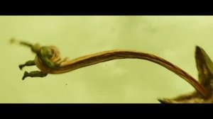 Атака Черепозавра ⁄ Конг  Остров Черепа 2017