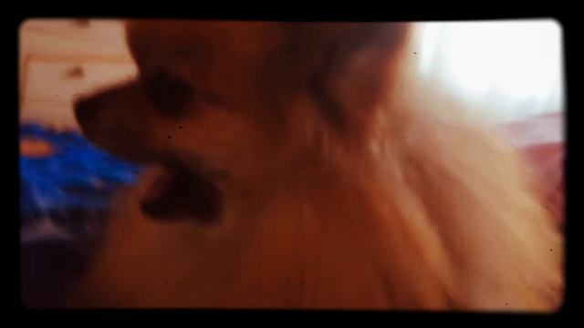 Что любят Шпицы смотреть онлайн