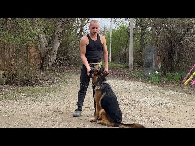Команда ко мне-Немецкая овчарка Тайсон год и три месяца -Будни дрессировки смотреть онлайн