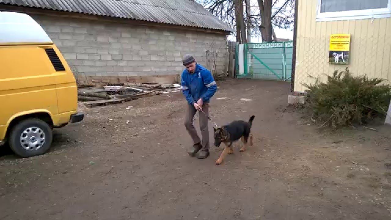 Тагир 7 месяцев немецкая овчарка нкд 1