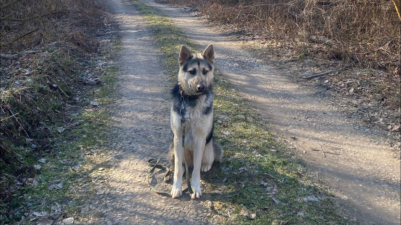 Реакция восточно-европейской овчарки на других собак смотреть онлайн