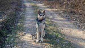 Реакция восточно-европейской овчарки на других собак