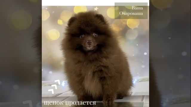 Шпиц Коры Дана