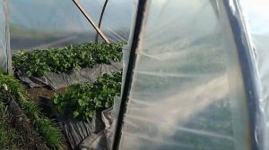 крисс и икар фосто револт когда я использую