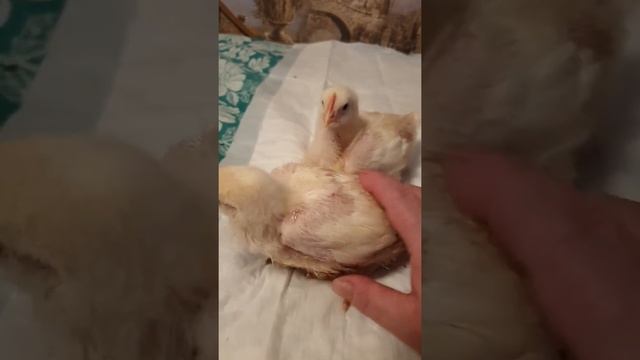 чем я кормлю бройлеров 2 смотреть онлайн