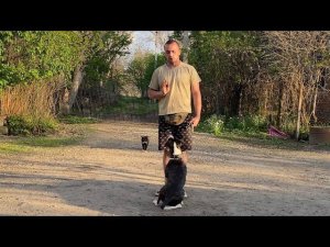 Ам.стафф Бетти-Команда ко мне! Возраст 8 месяцев