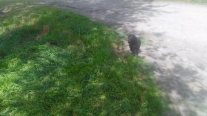 Два кота 2 сезон