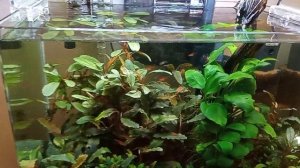 Аквариум 30 л Участник №12 в категории до 30 литров #Scalariki Aquascaping Contest 2021