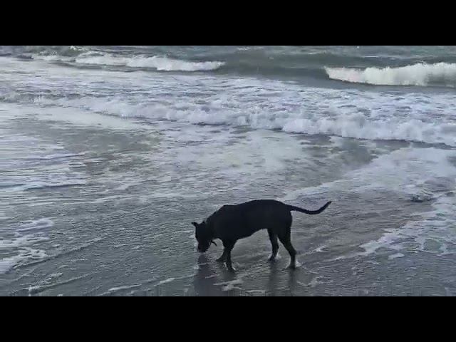 Зеленоградск. Побережье Балтийского моря. смотреть онлайн