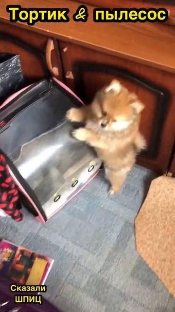 Тортик & пылесос
