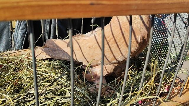 27.04.2025г ст. Бронницы ч. 3 👍👍 короткий обзор смотреть онлайн