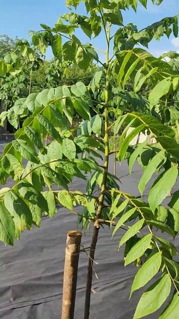 чёрный орех! Четвёртый Вегетационный период. смотреть онлайн