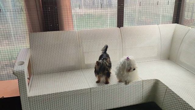 Продажа😃Питомник Йорк & Шпиц.Elite Pets,Крым, Евпатория 🌞Вопросы+79788972514 Доставка возможна 🥰