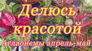 Излишки аглаонем апрель- май 2025