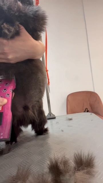💥 Он растолстел не просто так 🐾 Шикарный Медвежий Померанский Шпиц ✂️ смотреть онлайн