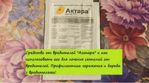 Средство от вредителей Актара и как использовать его для лечения сенполий от вредителей.
