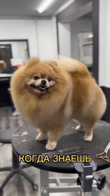 Груминг шпица 🫶