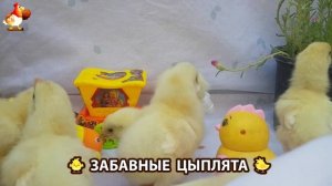Забавные цыплята для души выпуск (6)