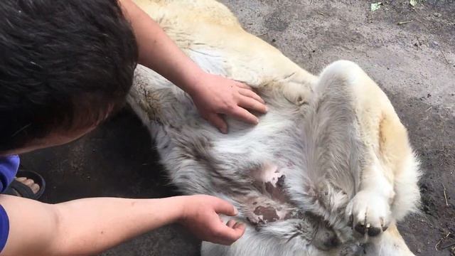 Ждём и надеемся на появление щеночков от Динары и ХанМайка смотреть онлайн