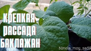 Как вырастить крепкую рассаду баклажан? Мой опыт.