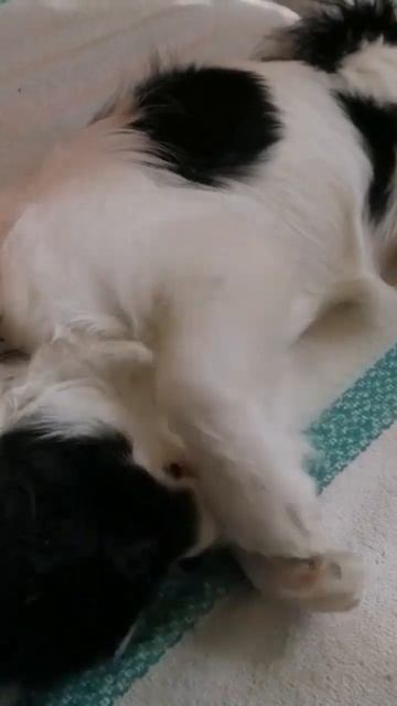 потягушечки #японскийхин #dog #щенков #лучшая