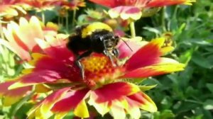 Насекомые - Презентация для детей. Развивалки "Умный Ребенок"