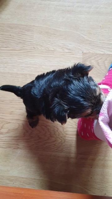 Малышка -моторчик, девочка йоркширский терьер, 1 месяц и 3 дня смотреть онлайн