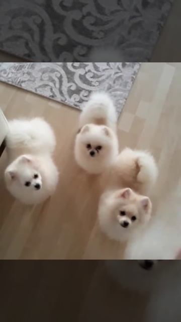 Белые шпицы папа и две дочи смотреть онлайн