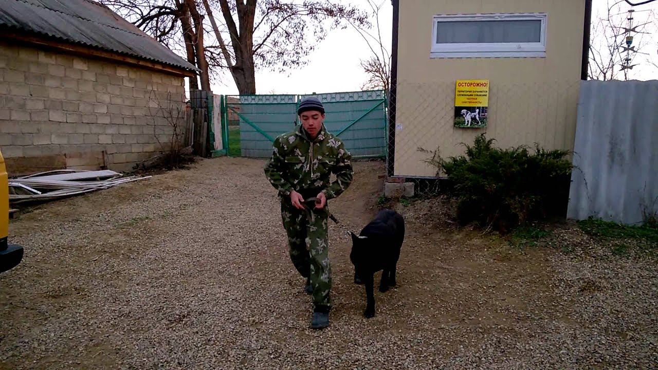 НКД вео дрессировка на площадке . 1,6 года Беня. курс послушания